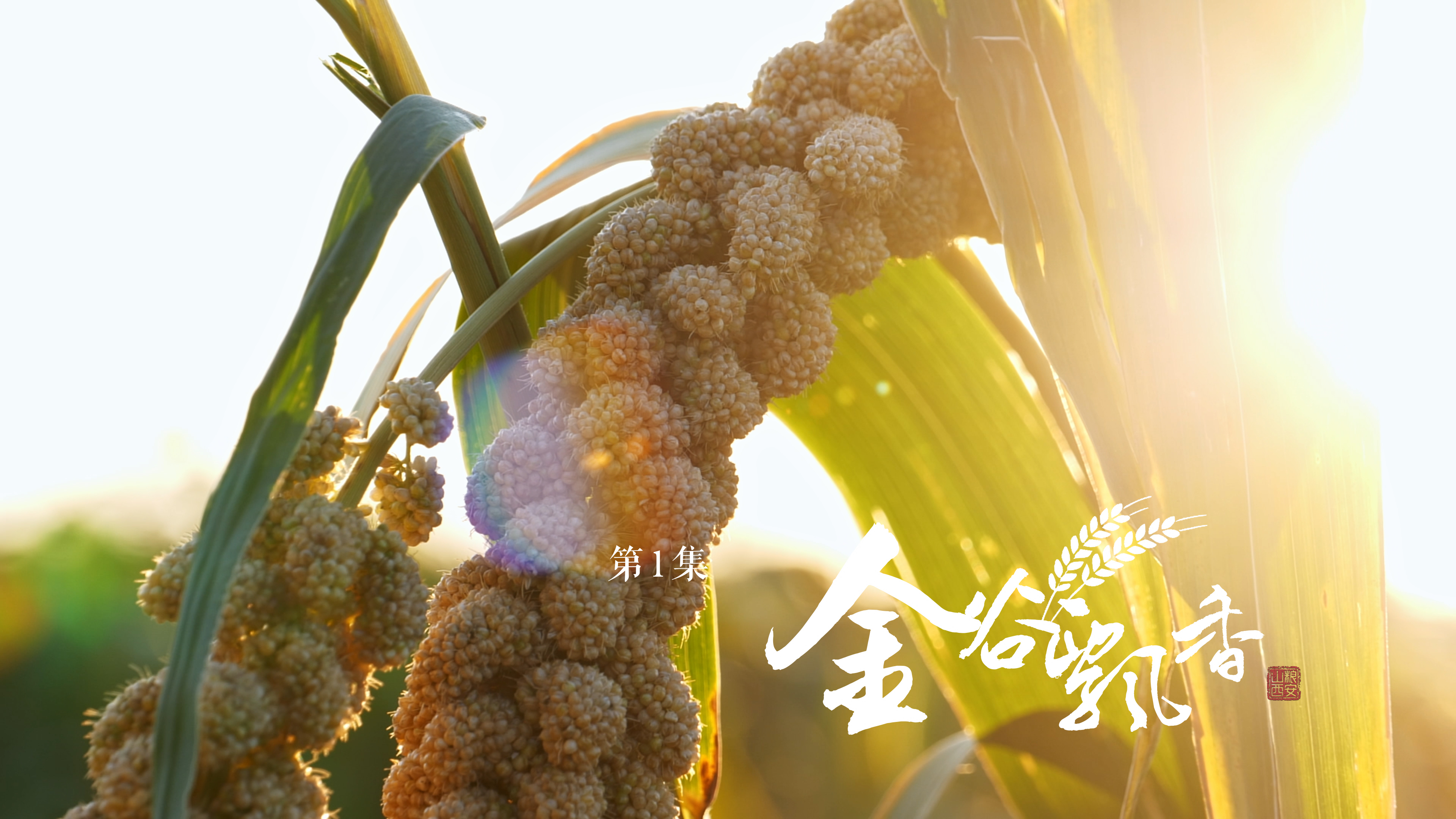 预告|纪录片《粒粒千钧》第一集《金谷飘香》，9月14日21：30在山西卫视播出！