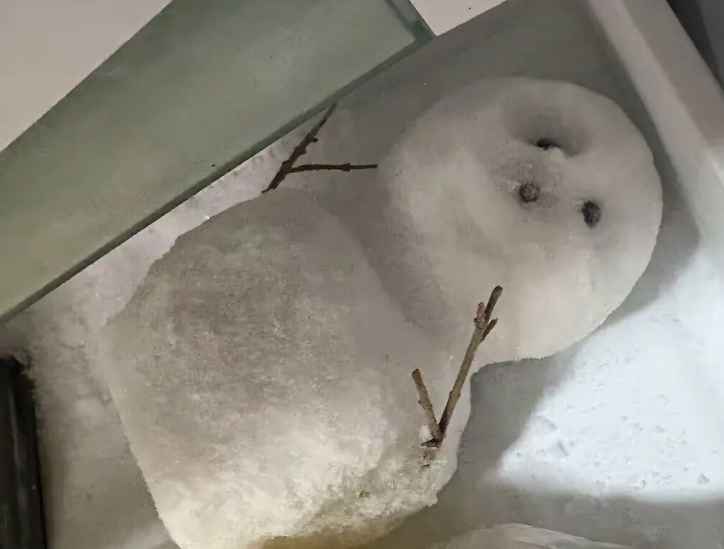 爸爸把弟弟的小雪人冻进了冰箱？“快关上，它现在要睡觉”