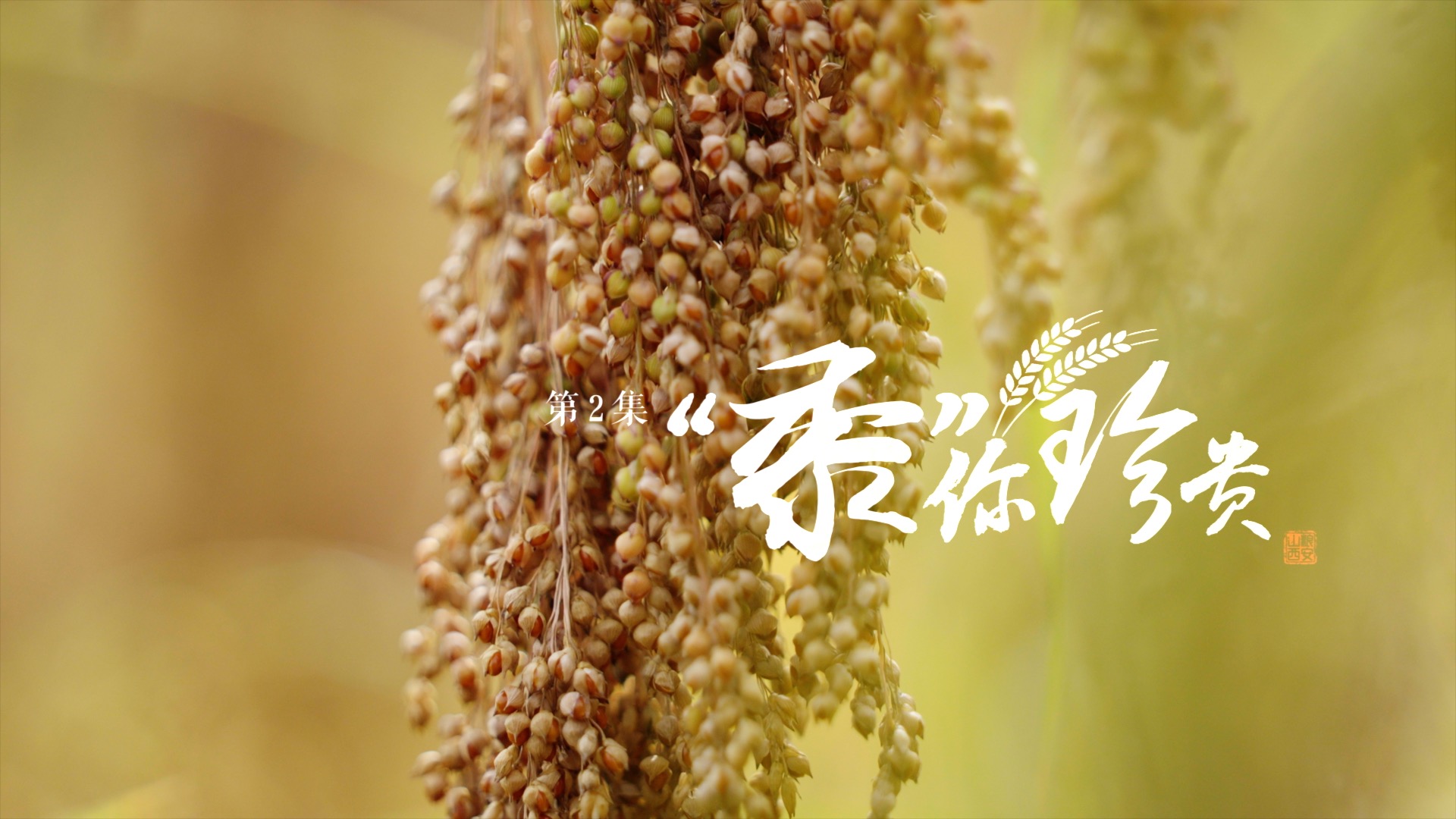 山西广播电视台纪录片《粒粒千钧》第二集《“黍”你珍贵》 精彩抢先看～