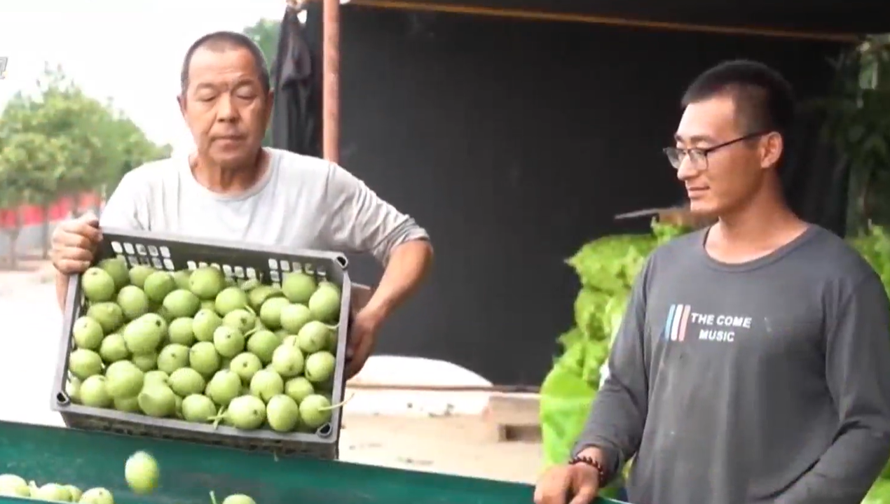 【晋品寻踪记】一年出口额超27亿 汾州核桃为何香飘海外